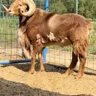 وعل - وعول ذكور واناث