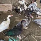 بط مصري بلدي العمر 7 شهور