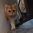 سكوتش ستريت