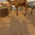 بعير كفو من ركاب ابن قروش ولد ابوعظم ولد الوافي