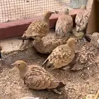 قطا لبيع كم ما ودكم موجود