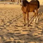 مهره واهو فخرة