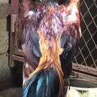 طقم شامو ياباني للبيع
