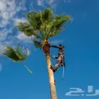 العناية بنخيل الزينة الواشنطني