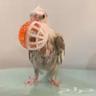 فرخ كروان هولندي تم البيع