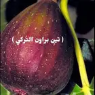 اشجار باسعار الجمله. 5ريال 10ريال ويوجد هديه مع كل طلب.