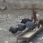 دجاج حباشي