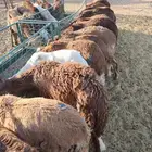 سواكن حمري تيوس وبرابر صومالي وحاشي صومالي