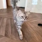قط للتبني