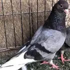 مطلوب حمام قطايف اجواز او فرايد