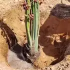 فروخ طيبه
