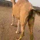 اركه اصل وفصل