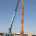 نخيل وشنطنيا ابومروحه. ملكي. فاخر