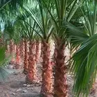 النخل الواشنطني الزينه