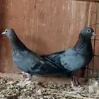 جوز صنعاوي