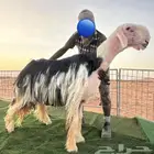 فحل نجدي صنف