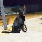 للبيع جيرمن بلاك جاك ( German shepherd black jack)