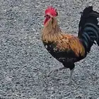 ثلاثة ديوك للبيع