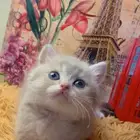 قطط سكوتش صغيره للبيع