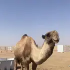 البعير المنتج سنه سديس