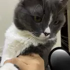 قط بيت اليف ولعوب للبيع