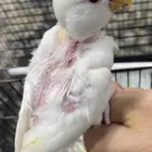 فرخ روز البينو