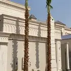 نخل واشنطونيا زينة