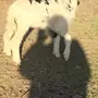 نعجه معها رخلين للبيع