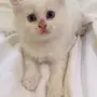 قطة شيرازي بيضاء ساحرة للبيع!