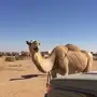 ناقه حمرا للبيع 