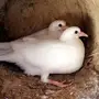 زغاليل زاجل 10 اجواز