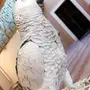 ببغاء فرخ كاسكو افريقي متكلم بالوجة