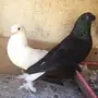 عروق طيبة اتراك