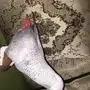 كاسكو افريقي هدد كلام