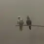 كروان زوج منتج للبيع