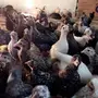 صوص بلدي 