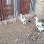 دجاج فارسي