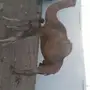ناقه خلفه