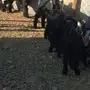 للبيع بهم لبني 
