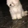 مالتيز فرنسي