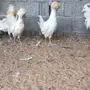 دجاج بولش خوارج 