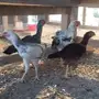  دجاج حجازي
