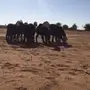 غنم نجد للبيع