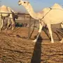 ضروبه كفو للبيع فرصة القناي