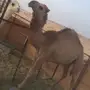 محافظة تيماء .منطقة تبوك
