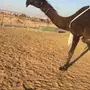 خلفه مجهم كفو للبيع