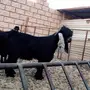 تيس فحل عارضي للبيع