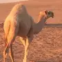 بكره شقحاء كفو منوه القناي