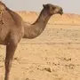 مفروده صفراء