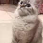 بسه صغيره نظيفه عيونها ملونه 